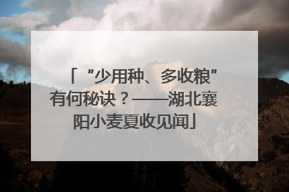 “少用种、多收粮”有何秘诀？——湖北襄阳小麦夏收见闻