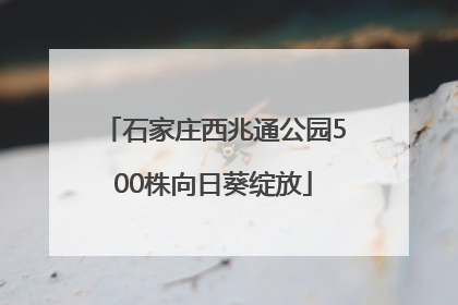 石家庄西兆通公园500株向日葵绽放