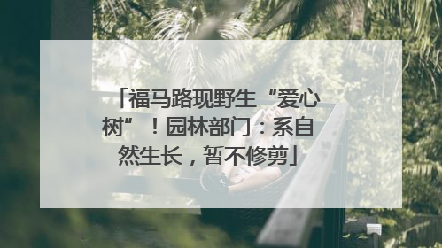 福马路现野生“爱心树”！园林部门：系自然生长，暂不修剪