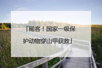稀客！国家一级保护动物穿山甲获救