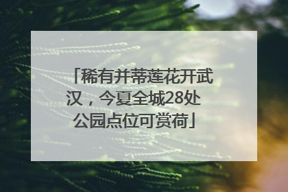 稀有并蒂莲花开武汉，今夏全城28处公园点位可赏荷