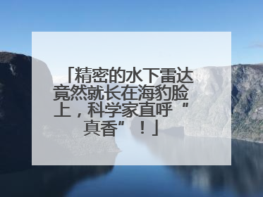 精密的水下雷达竟然就长在海豹脸上，科学家直呼“真香”！