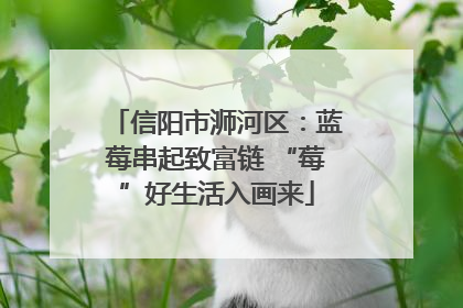 信阳市浉河区：蓝莓串起致富链 “莓”好生活入画来