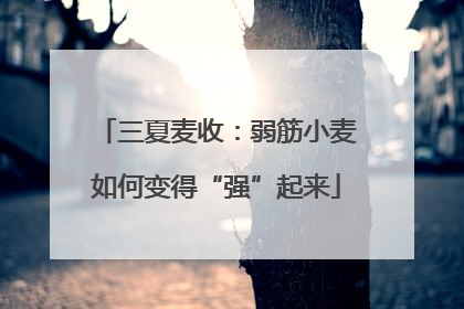 三夏麦收：弱筋小麦如何变得“强”起来