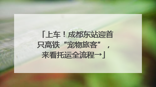 上车！成都东站迎首只高铁“宠物旅客”，来看托运全流程→