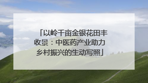 以岭千亩金银花田丰收景：中医药产业助力乡村振兴的生动写照