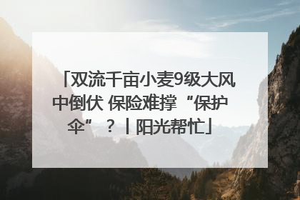 双流千亩小麦9级大风中倒伏 保险难撑“保护伞”？丨阳光帮忙