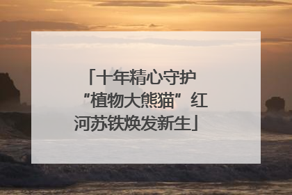 十年精心守护 “植物大熊猫”红河苏铁焕发新生