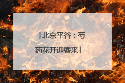 北京平谷：芍药花开迎客来