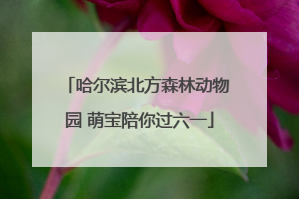 哈尔滨北方森林动物园 萌宝陪你过六一