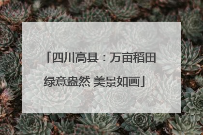 四川高县：万亩稻田绿意盎然 美景如画