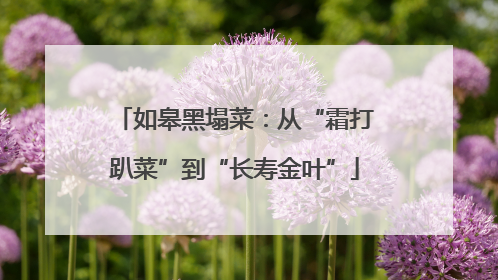 如皋黑塌菜：从“霜打趴菜”到“长寿金叶”