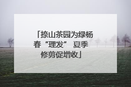 捺山茶园为绿杨春“理发” 夏季修剪促增收