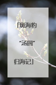 斑海豹“汤圆”归海记