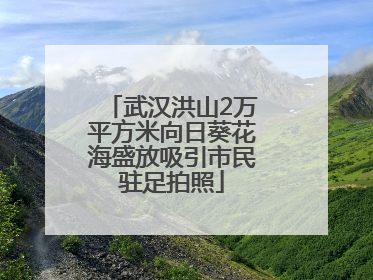 武汉洪山2万平方米向日葵花海盛放吸引市民驻足拍照