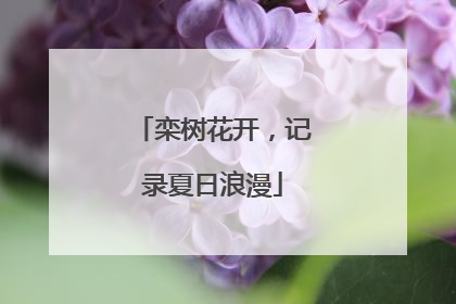 栾树花开，记录夏日浪漫