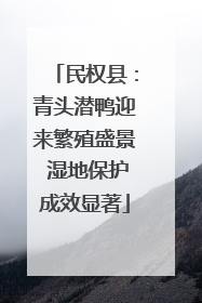 民权县：青头潜鸭迎来繁殖盛景 湿地保护成效显著