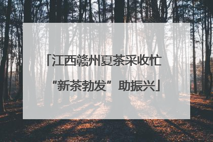 江西赣州夏茶采收忙 “新茶勃发”助振兴