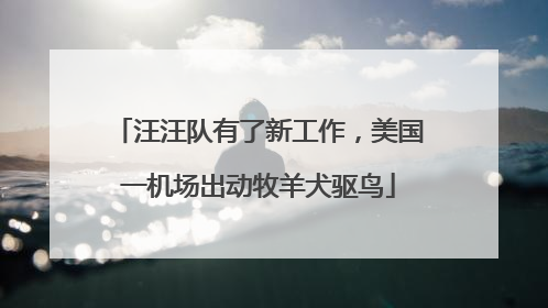 汪汪队有了新工作，美国一机场出动牧羊犬驱鸟