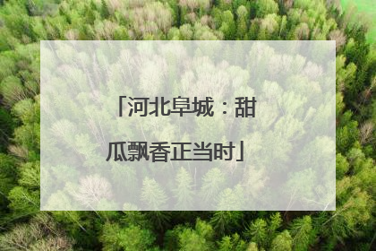 河北阜城：甜瓜飘香正当时