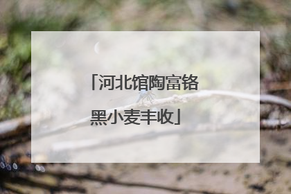 河北馆陶富铬黑小麦丰收