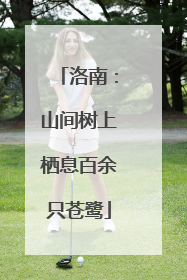 洛南：山间树上栖息百余只苍鹭