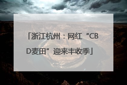浙江杭州：网红“CBD麦田”迎来丰收季