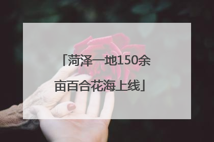 菏泽一地150余亩百合花海上线