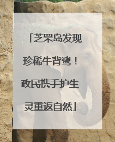 芝罘岛发现珍稀牛背鹭！政民携手护生灵重返自然