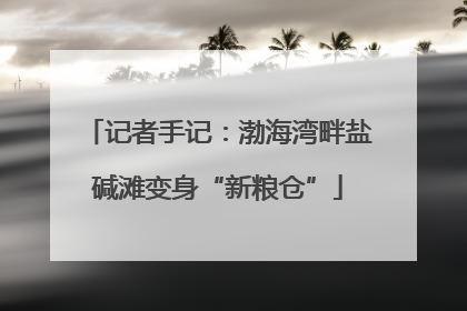 记者手记：渤海湾畔盐碱滩变身“新粮仓”