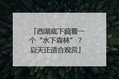 西湖底下藏着一个“水下森林”？夏天正适合观赏