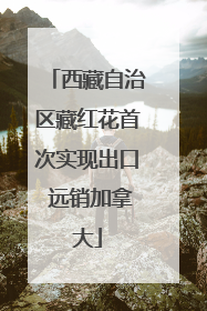 西藏自治区藏红花首次实现出口 远销加拿大