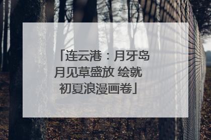 连云港：月牙岛月见草盛放 绘就初夏浪漫画卷