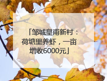 邹城皇甫新村：荷塘里养虾，一亩增收6000元