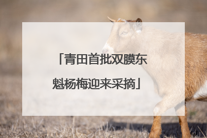 青田首批双膜东魁杨梅迎来采摘