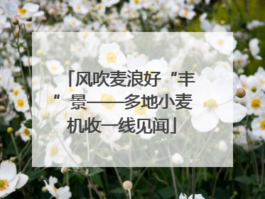 风吹麦浪好“丰”景——多地小麦机收一线见闻