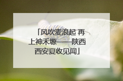 风吹麦浪起 再上神禾塬——陕西西安夏收见闻